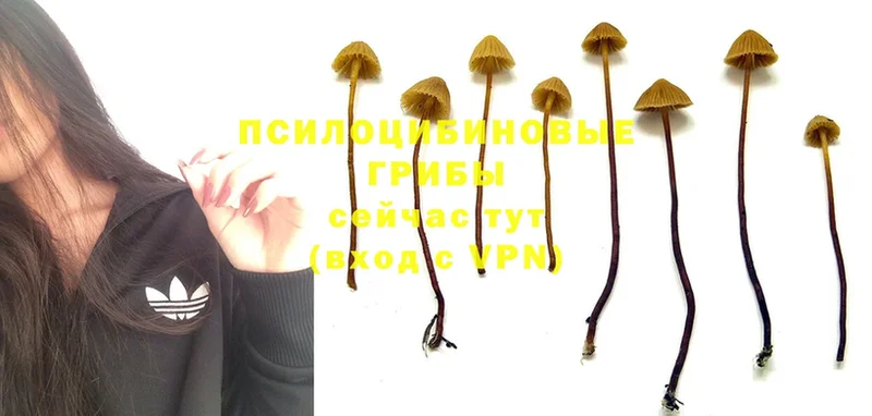 Галлюциногенные грибы Magic Shrooms  наркота  Бугульма 